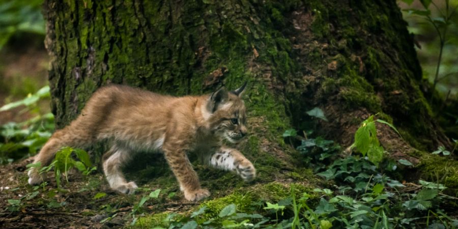 Fehlerhafte Hochrechnungen liessen den Bestand bisher doppelt so hoch erscheinen.