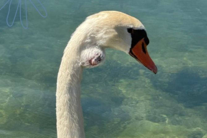 höckerschwan