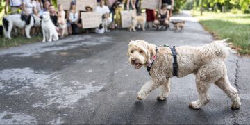 Sihl Zürich Hundeverbot