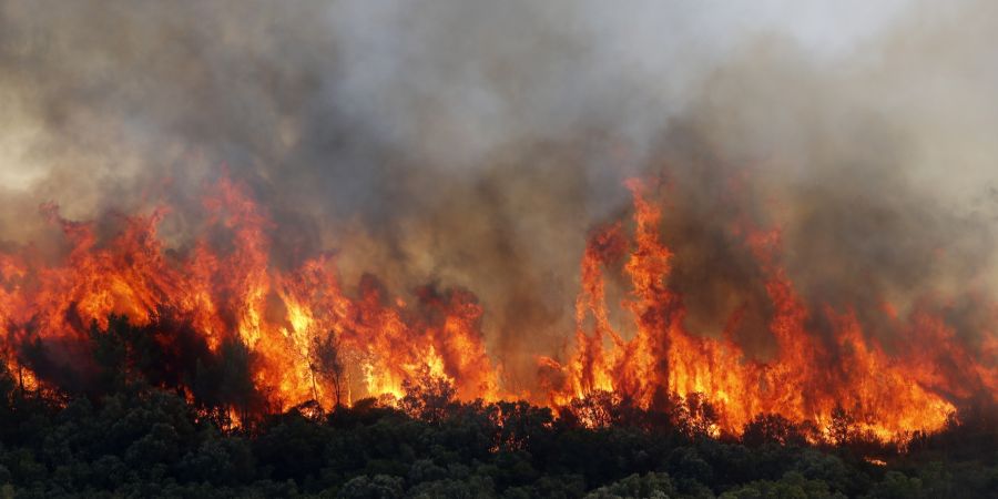 waldbrand