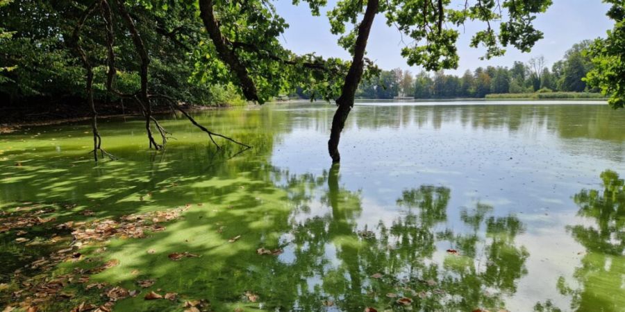 Am Grossweiher bei Kreuzlingen TG wurde eine erhöhte Konzentration von Blaualgen nachgewiesen.