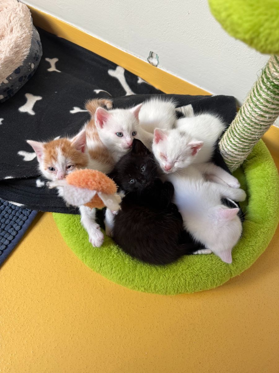 Für manche Menschen wirkten die Absagen angesichts der vollen Tierheime widersprüchlich, sagt Joël Hofer vom Katzenheim des Tierschutzbunds Basel Regional.