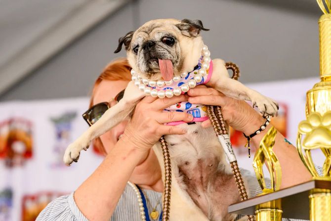 Mops Jinny Lu