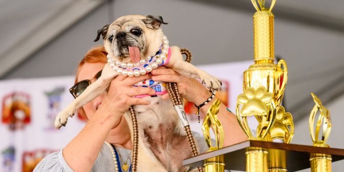 Mops Jinny Lu