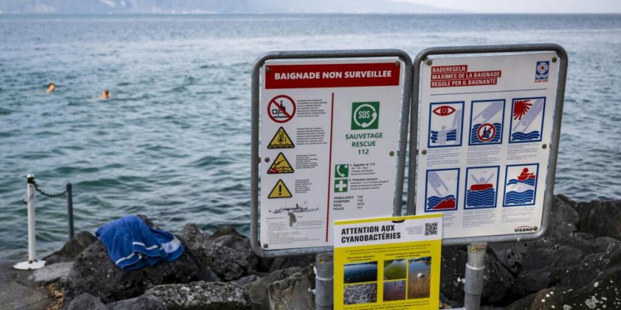 Die Waadtländer Gemeinden haben am Ufer des Genfersees leuchtend gelbe Informationstafeln aufgestellt, um die Öffentlichkeit für Cyanobakterien zu sensibilisieren.