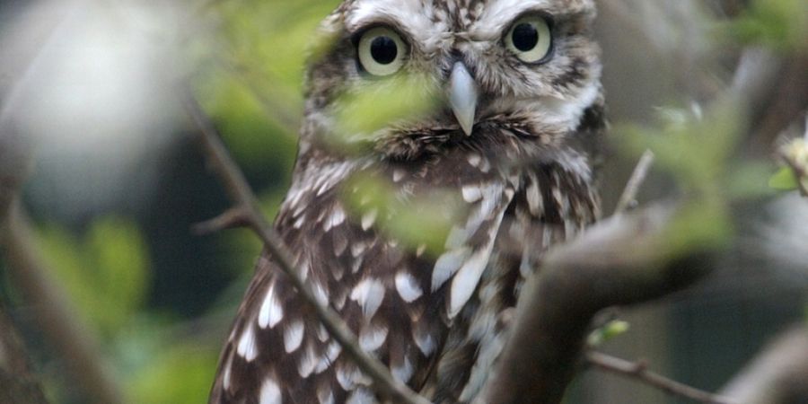 Der Steinkauz brütet dank der Schaffung von Lebensräumen seit 2023 wieder in der Nordwestschweiz. Drei Naturschutzverbände erhalten dafür den Walder-Preis. (Archivbild)