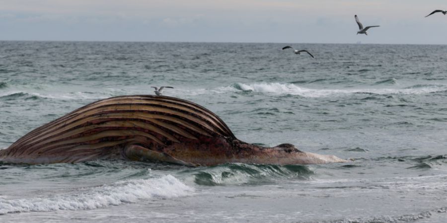 dpatopbilder - Der tote Wal liegt aufgebläht vor der dänischen Insel Anholt. Es handelt sich um den als Timmy bekannten Buckelwal, der Ende März erstmals vor Timmendorfer Strand gest...