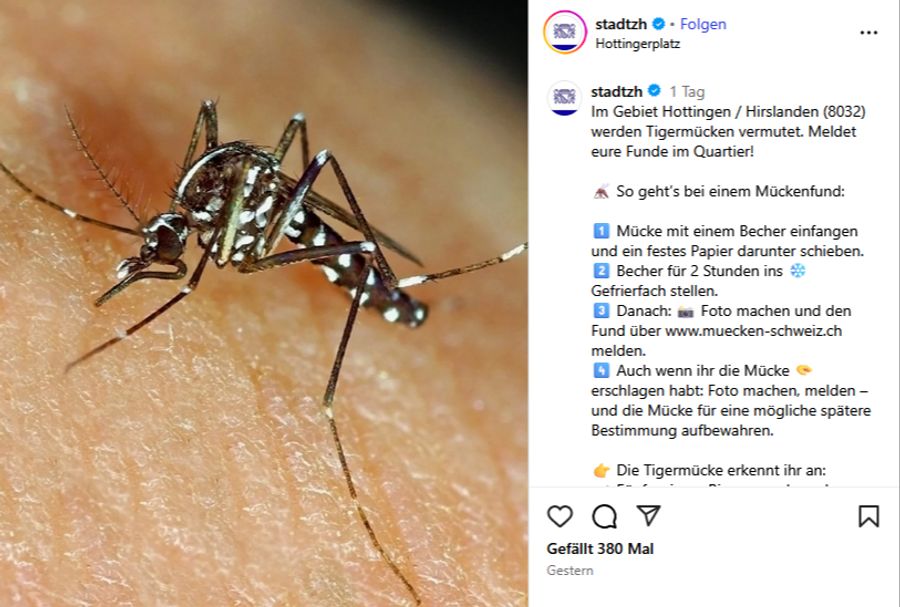 Tigermücke Fund melden Gefrierschrank