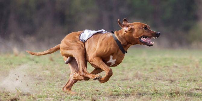 Rhodesian Ridgebacks