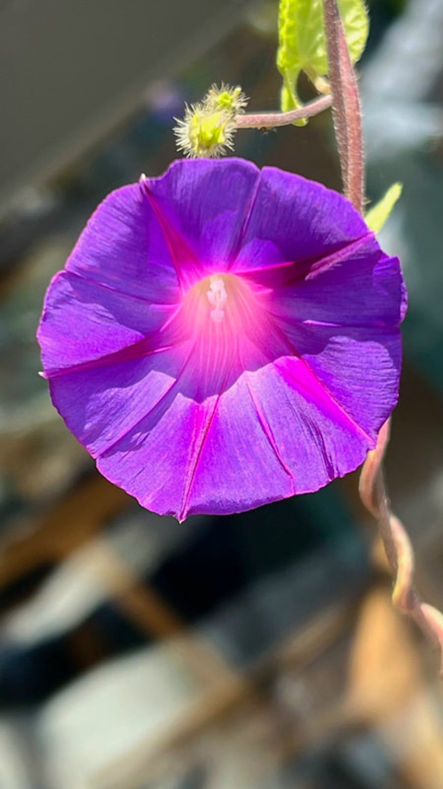 Blume lilafarben Makro Blüte