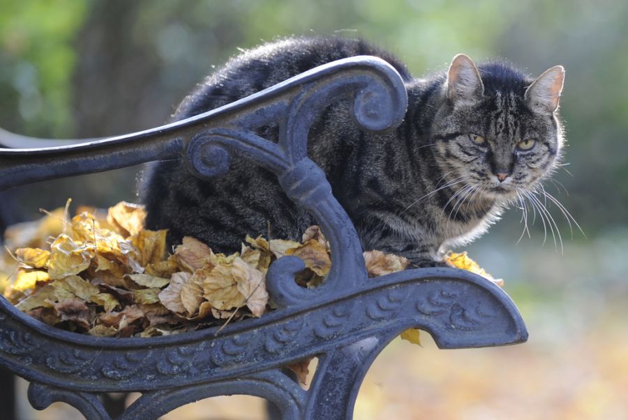 Auch für Katzen stellen die Waschbären eine Gefahr dar.