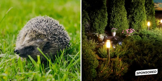 Igel
