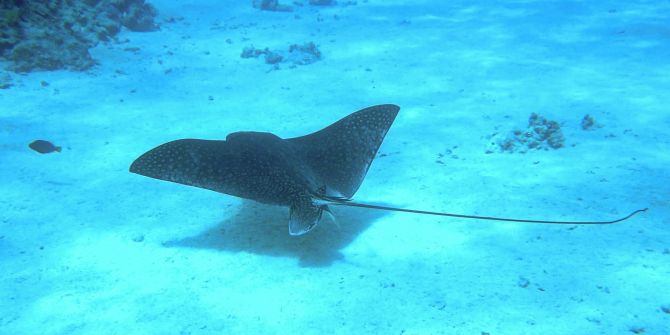 Mantarochen