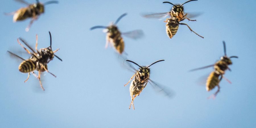 Das Herumschwirren der Wespen sei kein aggressives Verhalten, sagt die Expertin.