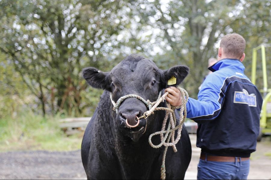 Kuh Landwirt Nasenring