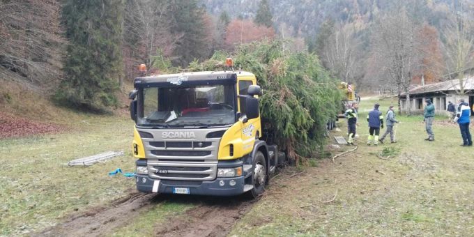 Aus dem Trentino ging es für die Rotfichte nach Rom. (Archivbild) Weihnachtsbaum