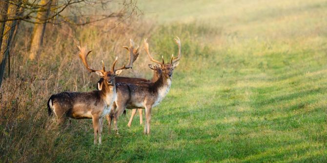 Waldrand Feld Wiese Wild