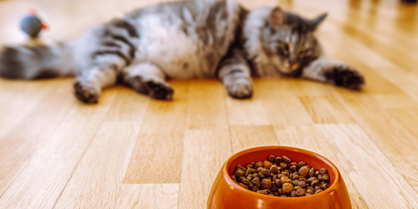 So lange kann Ihre Katze ohne Futter überleben Nau Tiere