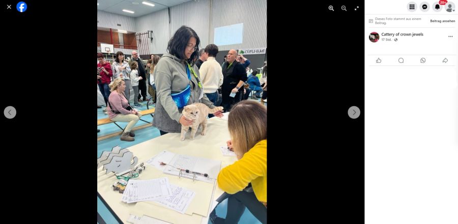 Katzenausstellung 2