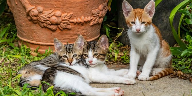 Drei Katzen im Garten