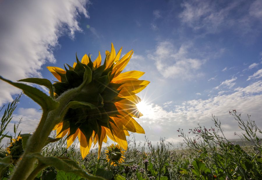 Ab Montag beruhigt sich das Wetter wieder. Zum Wochenstart gibt es verbreitet einen Sonnen-Wolken-Mix, die Temperaturen klettern auf rund 14 Grad.