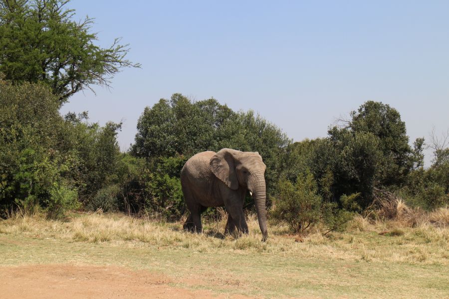 Ohne menschliches Eingreifen könnte es bei uns bald ähnlich aussehen wie hier in Südafrika.