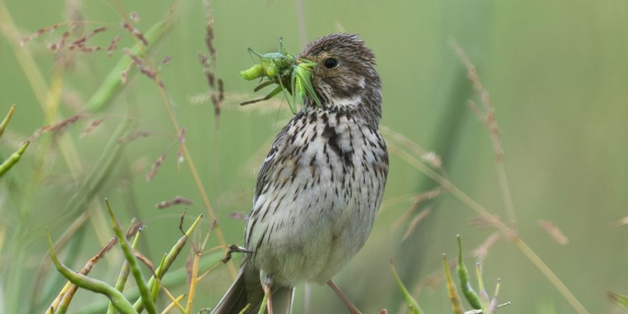 Die Grauammer (Emberiza calandra) gehört zu den am stärksten bedrohten Brutvögeln der Schweiz.