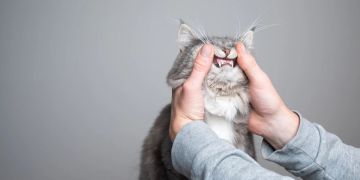 Katze Hände Zähne frei gelegt