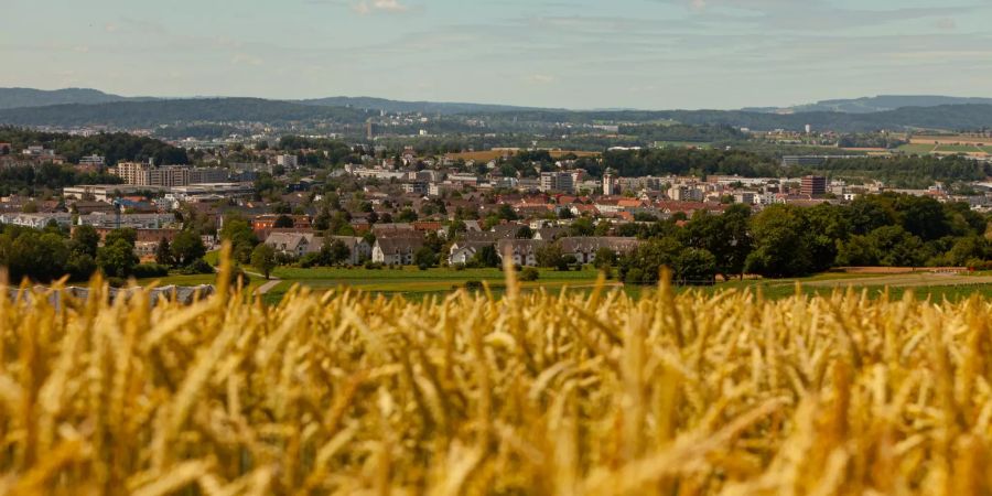 Ein Weizenfeld in der Region Kloten.