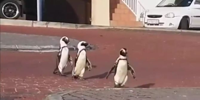 Kapstadt Pinguin