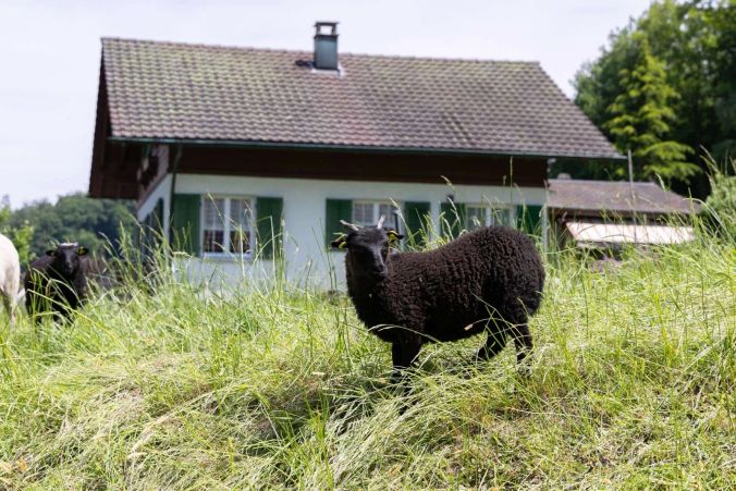 Weidendes Schaf bei Ammerswil