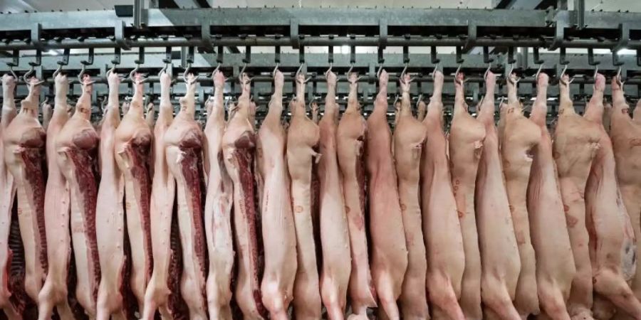 Halbierte Schweine hängen im Schlachthof. Laut der Fleischbranche würde ein Verbot von Werkvertrag und Leiharbeit die Produktion verteuern. Foto: Mohssen Assanimoghaddam/dpa