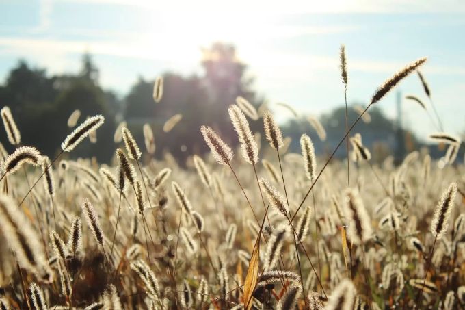 Aktuell blühen die Gräser. Auf ihre Pollen sind viele Menschen allergisch. Pollen Gräser Wetter