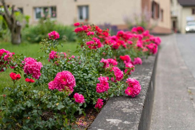 Rosa Wildrosen in Wohlen.