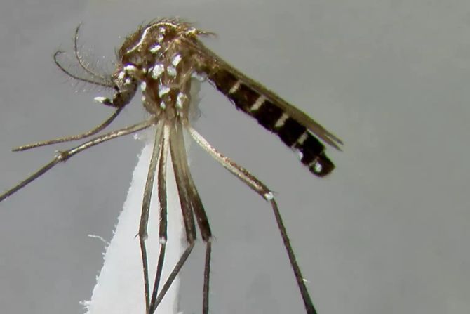 Malaria