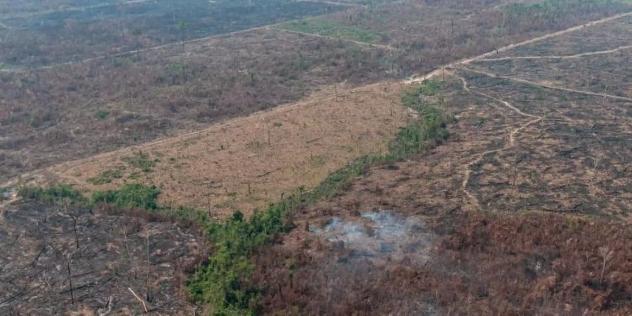 Verbrannte Waldfläche auf einem vom brasilianischen Institut IBAMA zur Verfügung gestellten Archiv-Bild. Foto: Vinícius Mendonça/Ibama/dpa