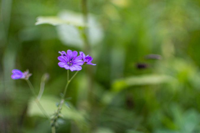 Kleine Insekten auf einer violetten Waldblume.