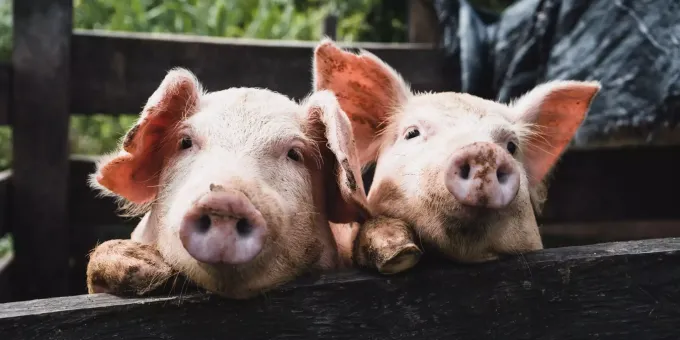 Metzger Thomas Schalz Lebt Heute Vegan