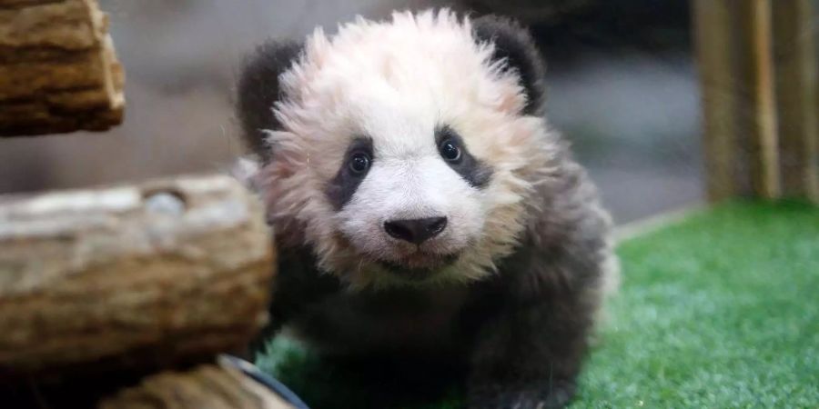 Yuan Meng heisst das Panda-Baby.