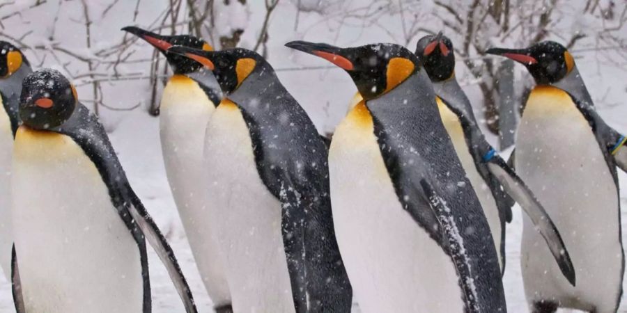 Pinguine Coronavirus