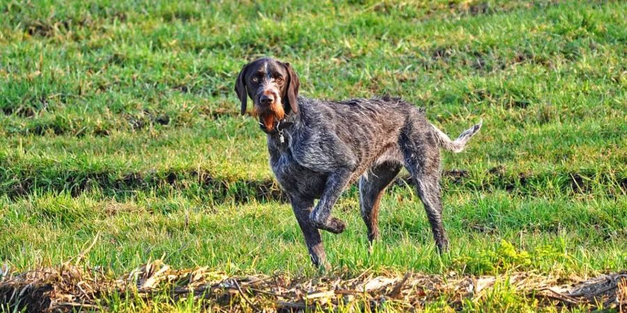 Speziell für die Jagd gezüchtet, weist der Deutsch Drahthaar alle positiven Eigenschaften eines vielseitigen Jagdgebrauchshundes auf.