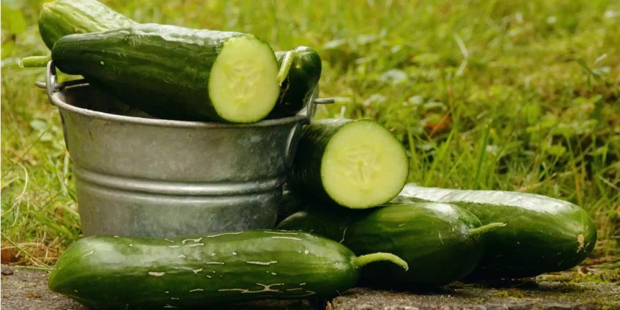 Auch die grüne Salatgurke verfügt über viel Wasser und erfrischt uns als Salat oder als Scheibchen im Trinkwasser.