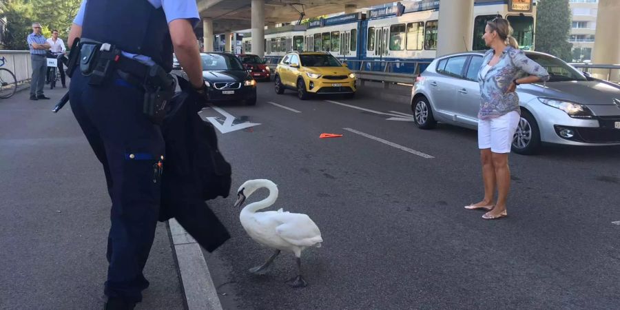 Der Polizist nähert sich dem Schwan mit einer Jacke.