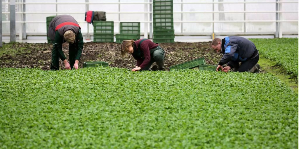 Mitarbeitende der Gartenbranche erhalten mehr Lohn