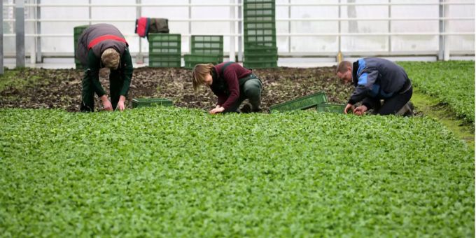 Gärtnerinnen und Gärtner in der Schweiz verdienen im Schnitt 1'000 Franken weniger pro Monat als Bauarbeiterinnen und Bauarbeiter. Gärtnerinnen und Gärtner in der Schweiz verdienen im Schnitt 1'000 Franken weniger pro Monat als Bauarbeiterinnen und Bauarbeiter.