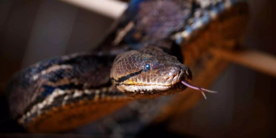 Pythons töten ihre Opfer nicht mit Gift, sondern erwürgen sie.