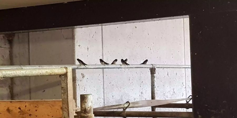 Rauchschwalben im Stall - Stadt Rapperswil-Jona