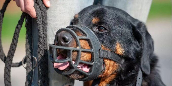 Ein Rottweiler hat in Horgen ZH eine Frau attackiert. Rottweiler gelten als «Kampfhunde». Bei korrekter Aufzucht und Haltung sind sie aber genauso als Familienhunde geeignet wie jede andere Hunderasse. rottweiler horgen