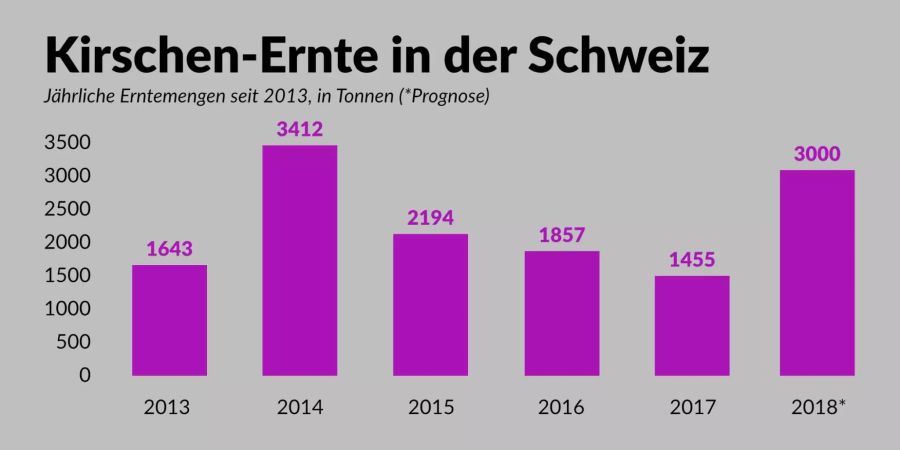 Die Ernte 2018 verspricht wieder Rekordmengen an Kirschen.