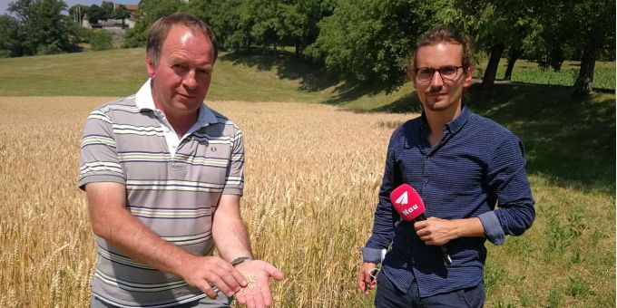 Wegen Trockenheit - Aargauer Bauern fürchten um Ernte
